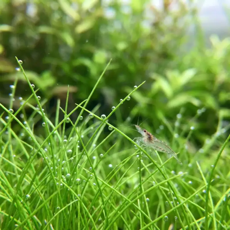 Pearling Macro Shot