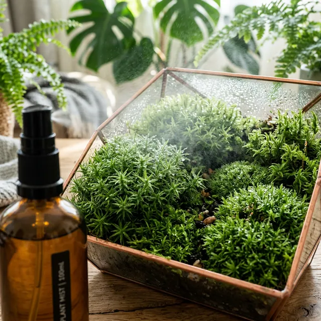 The Magic Carpet: How to Grow and Keep Moss Alive Indoors