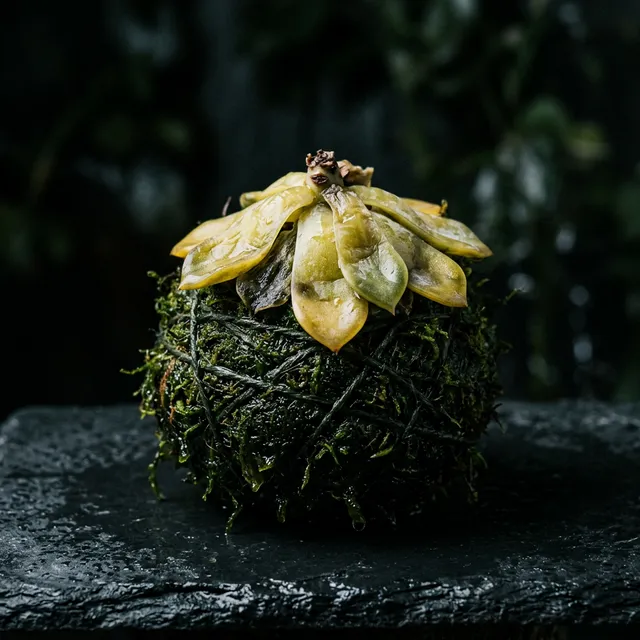 A dying, overwatered echeveria succulent rotting inside a damp moss sphere.